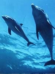 Плавание 
                    с дельфинами в неволе