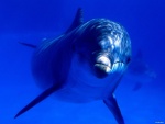 Всемирный день защиты китов и дельфинов