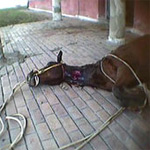Лошадей убивают ради медицинских препаратов