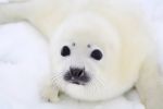 >Норвежские дельцы посредством лоббистов в России снова поднимают тему о возврате бойни детёнышей гренландского тюленя на Белом море? (ВИДЕО)