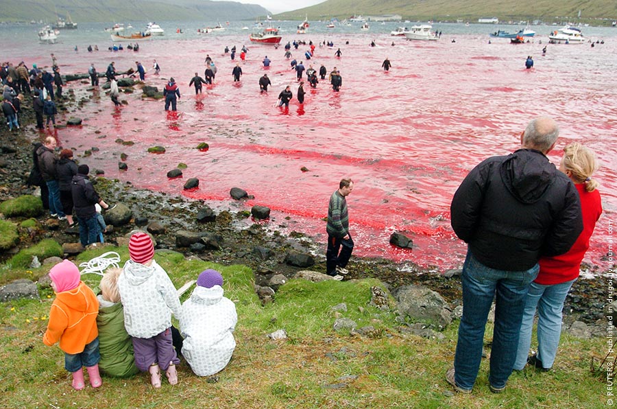   (Sea Shepherd)      ,  2010 .