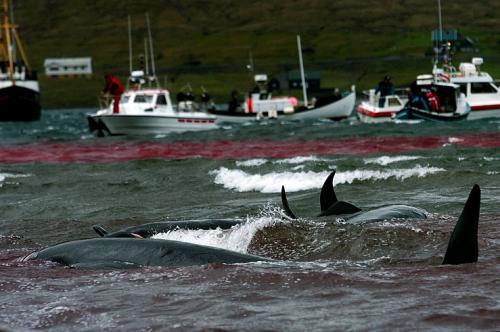   (Sea Shepherd)      ,  2010 .