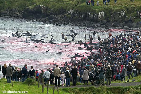   (Sea Shepherd)      ,  2010 .