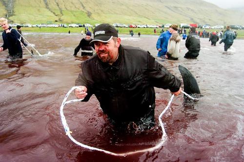   (Sea Shepherd)      ,  2010 .