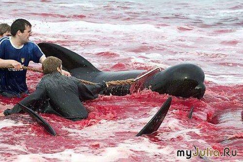 «Морской пастух» («Sea Shepherd») остановит кровавую бойню на Фарерских островах, август 2010 г.