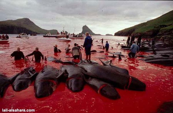 «Морской пастух» («Sea Shepherd») остановит кровавую бойню на Фарерских островах, август 2010 г.