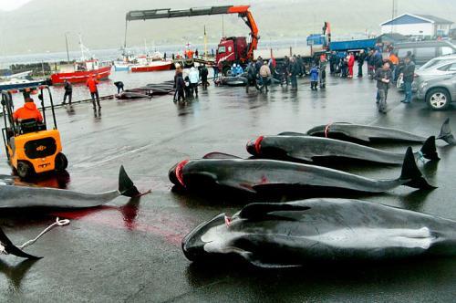   (Sea Shepherd)      ,  2010 .