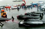   (Sea Shepherd)       - 13.jpg