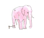 >Сегодня, 20 июня, Международный день в защиту слонов (ВИДЕО)