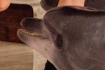 Общественность просит прокурора Чувашии
				 обязать чиновников профильных ведомств не уклоняться от проверки деятельности гастролирующего дельфинария