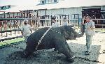 Цирк - ад слонов - 08.jpg