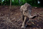 Цирк - ад слонов -  36.jpg