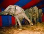 Цирк - ад слонов - 