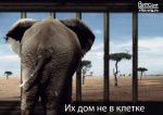Цирк - ад слонов - 53.jpg