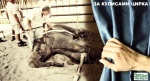 Россия-2015 - без жестокости - без цирка с животными