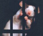 4 апреля - Всемирный день крысы
