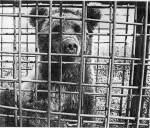 Зоозащитники Перми подали иск в суд по факту натравливания охотничьих собак на медведя