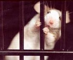 On April 24, International Day for Laboratory Animals, 
              another Russian University Rejects Animal Experiments 