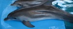 Дельфины Черного моря спасены