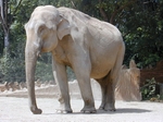 Индия освобождает слонов из цирка и зоопарка