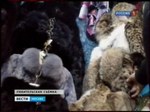 Обман на меху