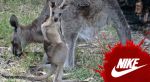 Остановите массовые убийства кенгуру для своих кроссовок!