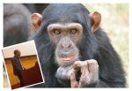 освобождении шимпанзе от экспериментов