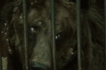 Жестокость к животным в российских цирках