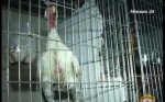 Полиция накрыла организаторов петушиных боев