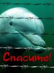 Санкт-Петербург требует прекратить мучить дельфинов в дельфинариях