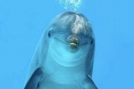 В России продолжаются проверки передвижных дельфинариев: Сыктывкар