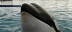 Спаси дельфинов, пока они живы