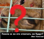 "Выигранное" 
                    братьями Запашными дело о львёнке ставит под угрозу всю российскую 
                    систему правосудия?