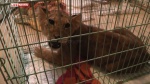Циркачи из Санкт-Петербурга покалечили 5-месячного львенка, а затем продали