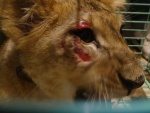 Зоозащитники утверждают, что избитый львенок был куплен у труппы братьев Запашных - Лайфньюс