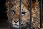 Прокуратура 
                    признала незаконным отказ полиции открыть уголовное дело по 
                    факту жестокого обращения с животными в зоолунапарке "Барс"