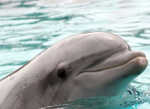 Дельфинарии - ад для животных