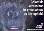 Запрет на использование диких животных в цирках в Колумбии