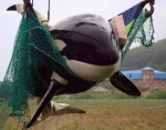 Whales in tanks - After 10 months the police found the killer whales at ENEA