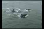 Гибель 
                    косаток при отлове и содержании в дельфинариях
