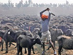 Победа! Конец кровавым жертвоприношениям на Непальском фестивале! Спасено более полумиллиона животных!