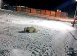 убийство белой медведицы