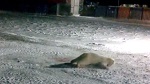 ПЕТИЦИЯ о наказании убийц белой медведицы