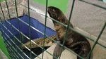 Дошли до крайней  точки: в «щупательном» зоопарке разместили краснокнижного морского котика