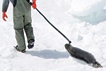 Seal slaughter: how it was