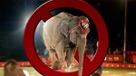 >Иран запретил использование животных в цирке