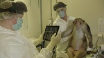 >Победа! Крупнейшая европейская лаборатория постепенно отказывается от жестоких опытов на приматах