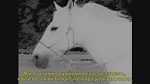 >
                31 августа, в День святых Флора и Лавра, покровителей лошадей в Петербурге пройдёт перфоманс | ВИДЕО