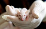 Китай предпринимает<br> шаги к отказу<br> от тестирования<br> на животных
