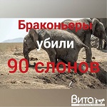 >90 слонов убиты охотниками в Ботсване